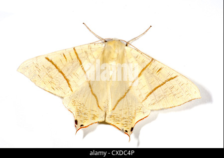 Swallow-tailed Moth Ourapteryx sambucaria, UK Stock Photo