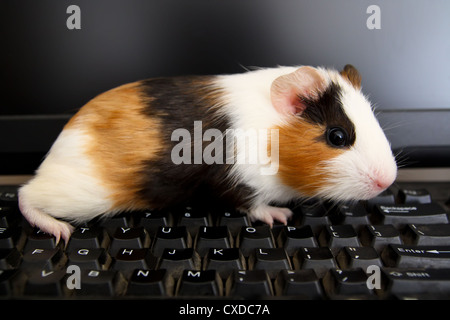 guinea pig on keyboard Stock Photo