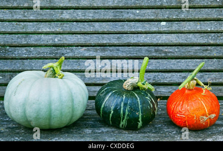 Three different varieties of vegetable squash displayed on a bench for comparison. Stock Photo