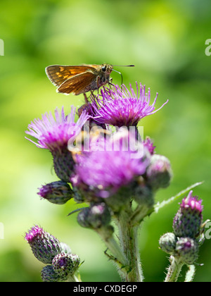 Butterfly sitting on a flower in Ohio Stock Photo - Alamy