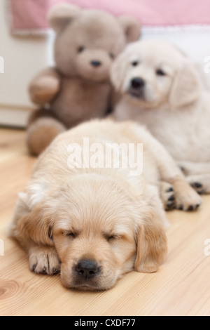 Two beautiful golden retriver puppies Stock Photo