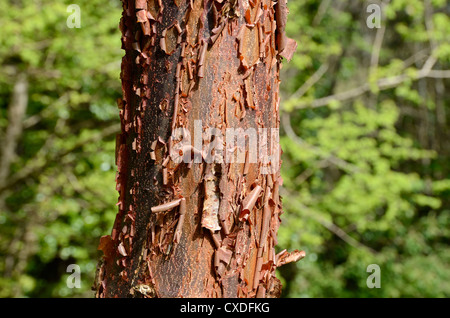 a paper bark maple tree Stock Photo