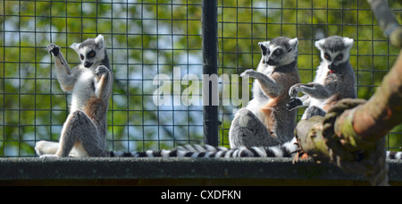Sunbathing Ring Tailed Lemurs Stock Photo