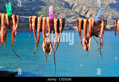 Freshly caught calamari or squid pegged out  on a line and drying in the sun outside a taverna in Plaka, near  Elounda, Crete, Greece Stock Photo