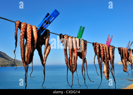 Freshly caught calamari or squid pegged out and drying on a line in the sun  outside a taverna in Plaka Nr Elounda, Crete, Greece, Greek Islands Stock Photo