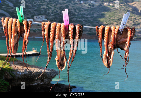 Freshly caught calamari or squid pegged out on a line and drying in the sun outside a taverna in Plaka, nr Elouda, Crete, Greece Stock Photo