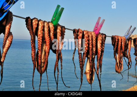 Freshly caught calamari or squid pegged out and drying in the sun on a line outside a taverna in Plaka, near Elouda, Crete,Greece, Greek Islands Stock Photo