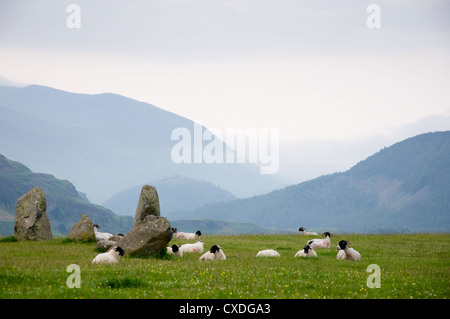 Sheep resting at the standing stones of Castlerigg Stock Photo