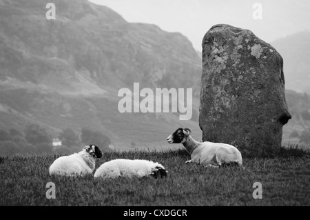 Sheep resting at the standing stone of Castlerigg Stock Photo