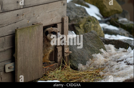 Meerkat in the snow Stock Photo