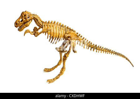 Trex skeleton isolated Stock Photo