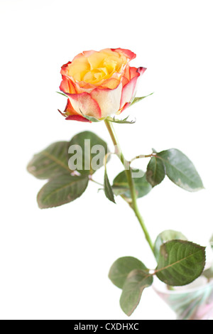 colored roses isolated on white background Stock Photo