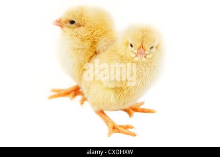 Sweet Easter chicks isolated on white Stock Photo