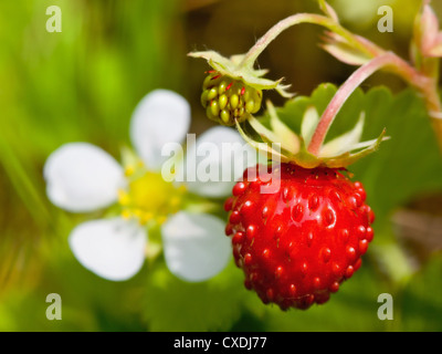 Closeup of a wild strawberry with berries and florets Stock Photo