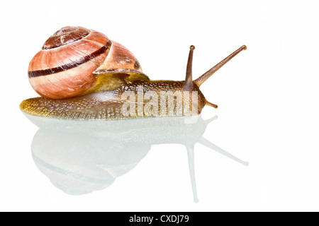 Garden snail in front of a white background Stock Photo