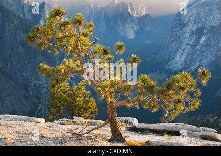 Jeffrey Pine (Pinus jeffreyi) on North Dome, Looking down into Yosemite Valley, Yosemite National Park, California Stock Photo