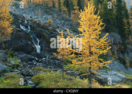 Western Larch (Larix occidentalis) , Mt. Assiniboine Provincial Park, British Columbia, Canada SEPTEMBER Stock Photo