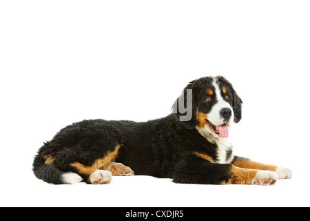 Puppy bernese mountain dog - 4 months (berner sennenhund Stock Photo