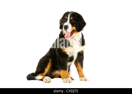 Puppy bernese mountain dog Stock Photo