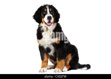 Puppy bernese mountain dog Stock Photo