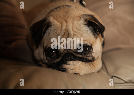 A young Chinese fawn and black pug is laying on a tan leather cushion with it's paw over it's mouth with teary eyes. Stock Photo