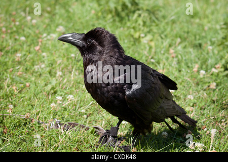 tame raven sitting on the grass Stock Photo