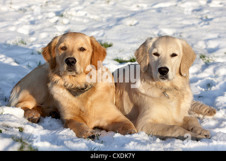 Two dogs (Golden Retriever) lying in the snow in winter Stock Photo