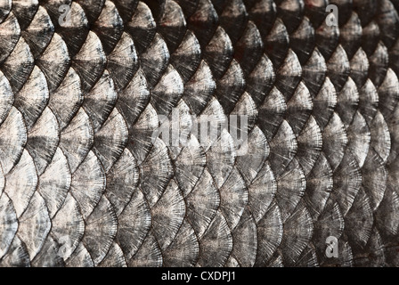 Fish scales background Stock Photo