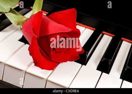 A single beautiful red rose lying on top of a piano keyboard Stock Photo