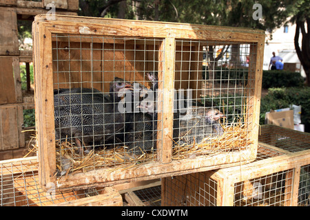 Felanitx, guinea fowl in a cage Stock Photo