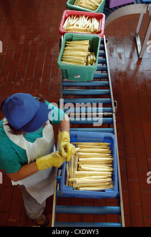Klaistow, asparagus sorting in Brandenburg Stock Photo