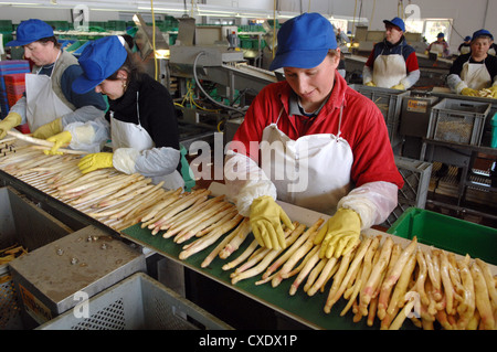 Klaistow, asparagus sorting in Brandenburg Stock Photo