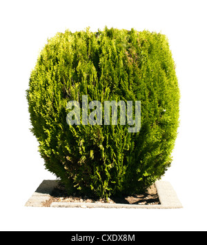 Green garden shrub. White isolated Stock Photo