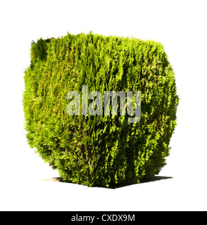 Green garden shrub. White isolated Stock Photo