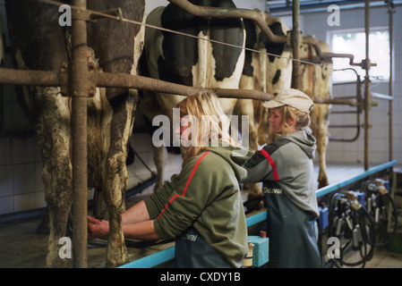 Heidenau cows to be connected to a milking position in the milking parlor Stock Photo