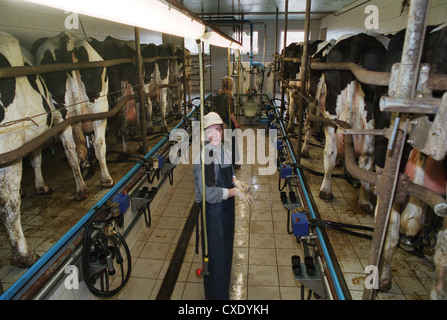 Heidenau cows in a milking parlor Stock Photo