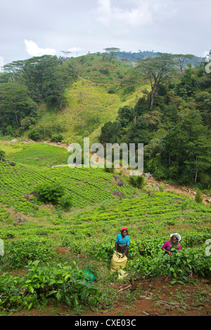 Female Tamil tea pickers, tea plantation near Nuwara Eliya, Sri Lanka, Asia Stock Photo