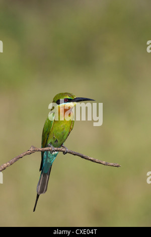 Blue-tailed Bee-eater (Merops philippinus), Uda Walawe National Park, Sri Lanka, Asia Stock Photo