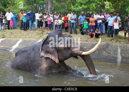 Captive Asiatic elephant (Elephas maximus maximus) in Colombo prior to the Perahera, Victoria Park, Colombo, Sri Lanka, Asia Stock Photo