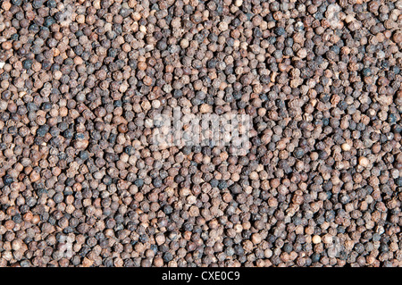 Dried black pepper Stock Photo
