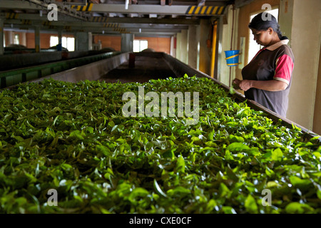 Woman drying tea leaves at Geragama Tea Estate, near Kandy, Sri Lanka, Asia Stock Photo