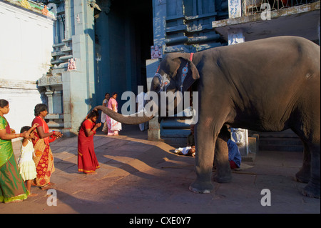 Elephant benediction, Kamakshi Amman, Kanchipuram, Tamil Nadu, India, Asia Stock Photo