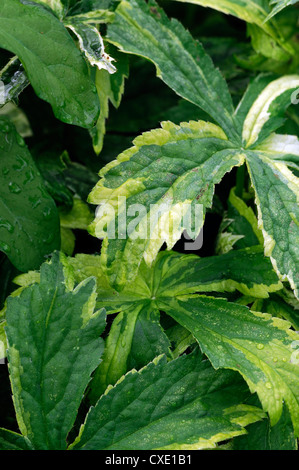 Astrantia major sunningdale variegated perennial white silver green leaves foliage bracts bloom blossom perennial attractive Stock Photo