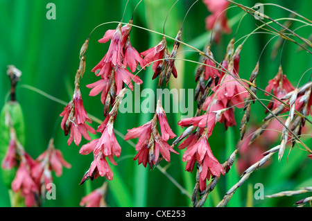 dierama igneum pink coral flowers perennials arching dangling hanging bell shaped angels fishing rods Stock Photo