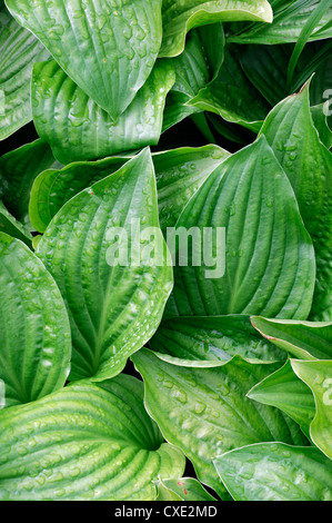 hosta piedmont gold plantain lily closeup selective focus perennials green foliage leaves plant portraits Stock Photo
