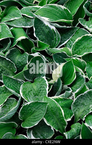 hosta bright lights variegated foliage leaves green white edges perennials selective focus closeup summer plant portraits Stock Photo