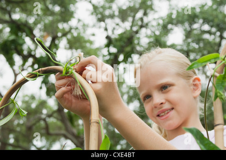 Girl tying vine to stake in garden Stock Photo