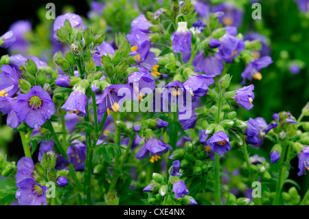 polemonium boreale heavenly habit Boreal Northern Jacobs ladder violet blue flower flowers flowering alpine arctic plant Stock Photo