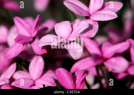 Rhodohypoxis Fred Broome pink flowers flower star shape shaped perennial alpine flower bloom blossom clump forming Stock Photo