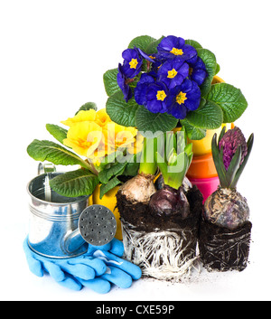 spring flowers primroses and hyacinth on white background. gardening concept Stock Photo